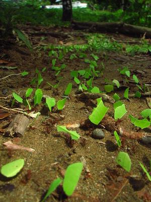 Leaf-cutter ants transporting leaves