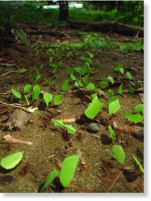 Leaf-cutter ants transporting leaves