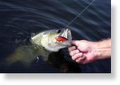 Click to enlarge Large mouth bass in a lake