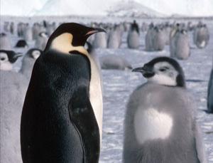 Emperor penguins