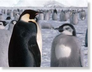 Emperor penguins