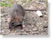 Brown rat