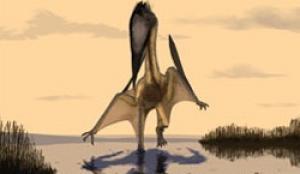 Click to enlarge Lacusovagus, meaning 'lake wanderer