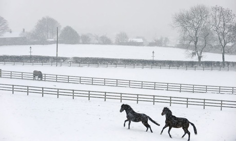 Horses in the early morning snow on Holcombe Hill 