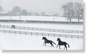 Horses in the early morning snow on Holcombe Hill 