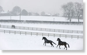 Click to enlarge Horses in the early morning snow on Holcombe Hill