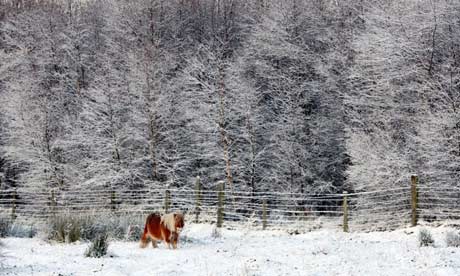 Guardian Snow