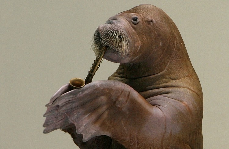 Sara Walrus playing Saxaphone