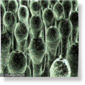 Fungus