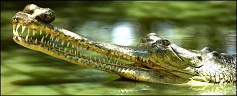 Click to enlarge Gharial