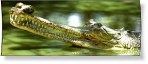 Gharial
