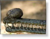 Click to enlarge Gharial snout