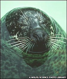 Click to enlarge seal