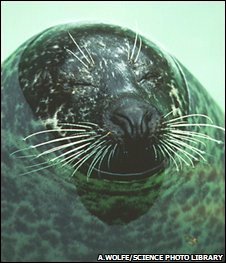 seal