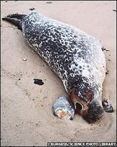 seal