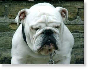 A sulky dog