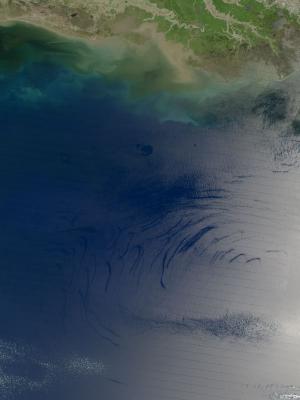 Natural oil slicks in the Gulf of Mexico can be seen in satellite 