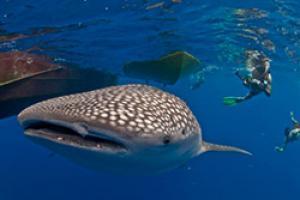 whale shark 