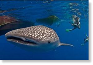 Click to enlarge whale shark