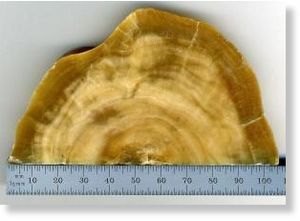 Click to enlarge polished cross-section stalagmite from Soreq Cave near Jerusalem