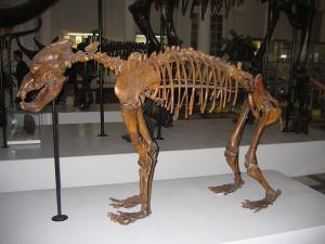 Skeleton of extinct cave bear 