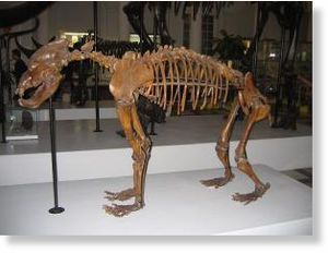 Click to enlarge Skeleton of extinct cave bear