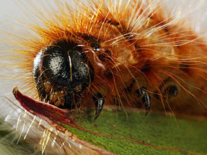 Click to enlarge Caterpillars