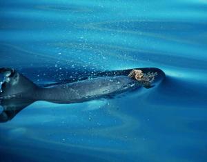 Click to enlarge Bytfluke dolphin