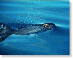 Click to enlarge Bytfluke dolphin