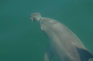Click to enlarge dolphins use basket sponges