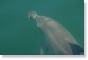 Click to enlarge dolphins use basket sponges