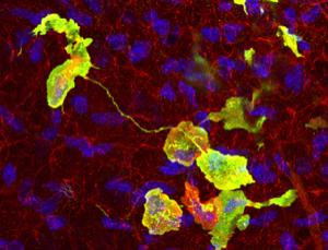 cellular tunnelling nanotubes