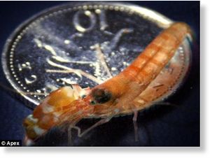 Click to enlarge pistol shrimp