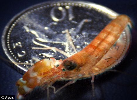 Click to enlarge pistol shrimp