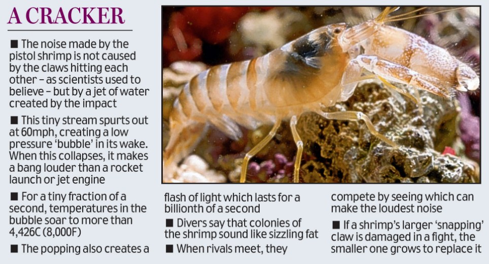Click to enlarge pistol shrimp