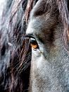 horse eye