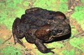 Cane Toad