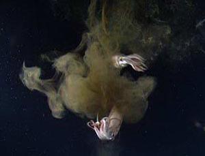 Jumbo squid