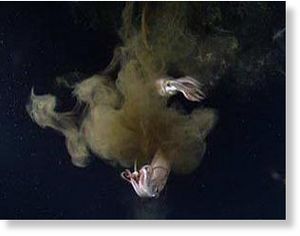 Click to enlarge Jumbo squid