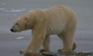 sub-adult male polar bear