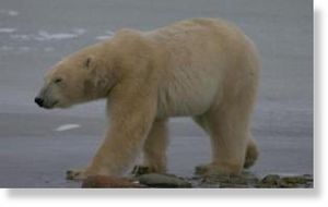 sub-adult male polar bear