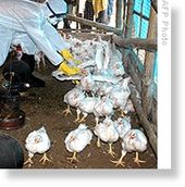 Chickens
