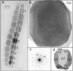 Click to enlarge tiny magnetic crystals help the bacteria to navigate