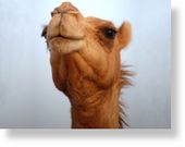 camel