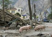 Pigs