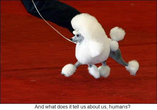 Click to enlarge poodle