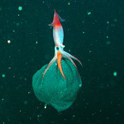 Click to enlarge squid