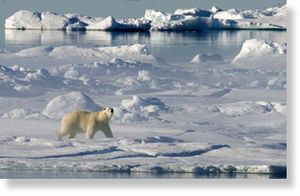 Click to enlarge polor bears