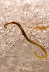 Click to enlarge snow worms