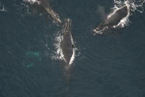  right whales